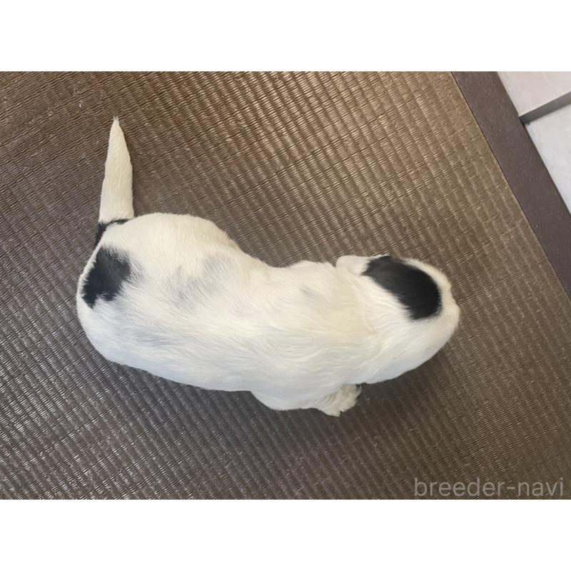 販売中の東京都のイングリッシュコッカースパニエル-425047の5枚目