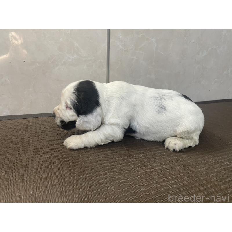 販売中の東京都のイングリッシュコッカースパニエル-425047の4枚目