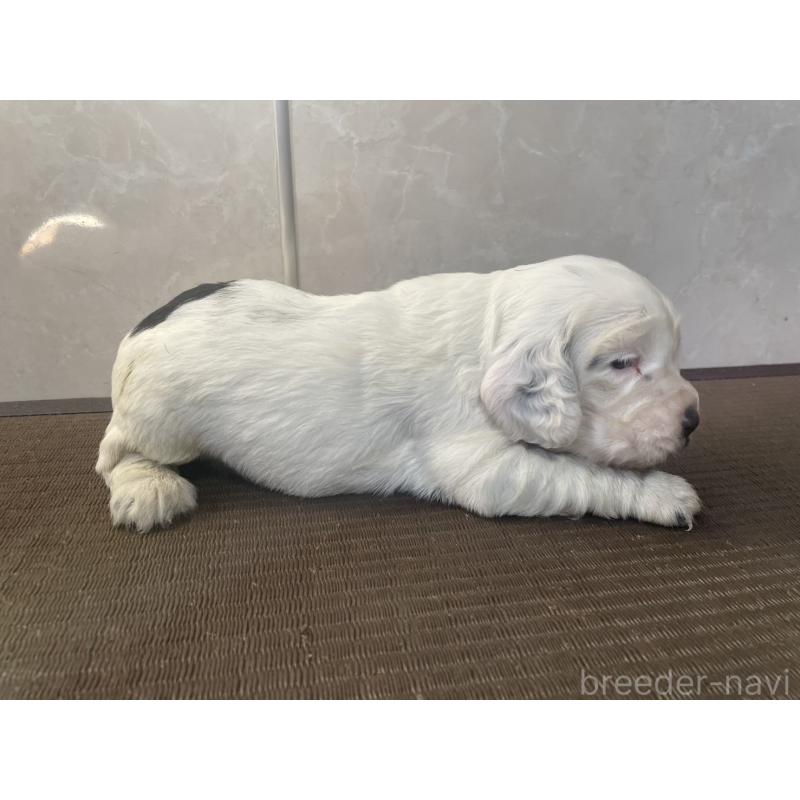 販売中の東京都のイングリッシュコッカースパニエル-425047の3枚目