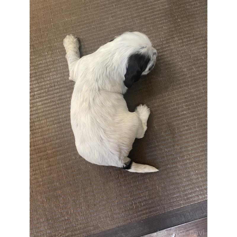 販売中の東京都のイングリッシュコッカースパニエル-425048の5枚目