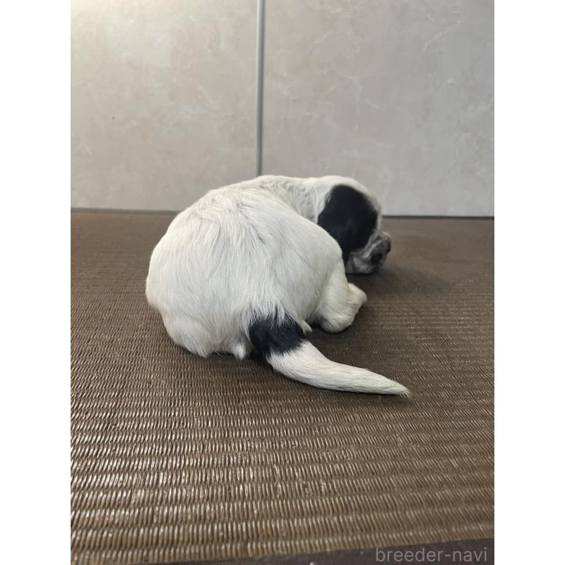 販売中の東京都のイングリッシュコッカースパニエル-425048の4枚目