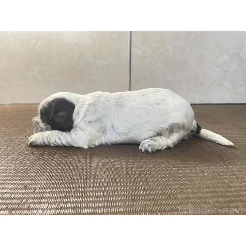 販売中の東京都のイングリッシュコッカースパニエル-425048の3枚目