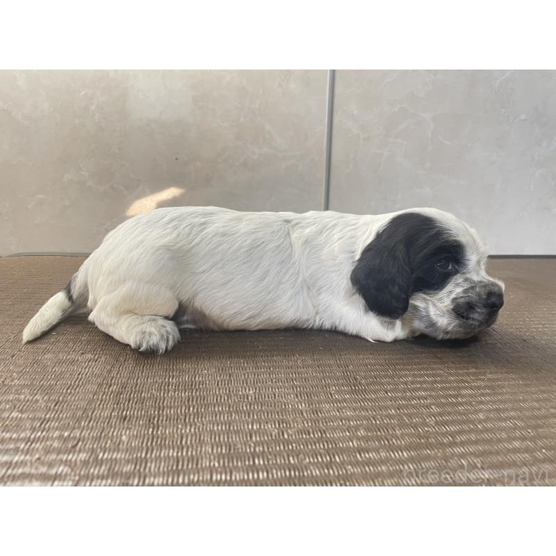 販売中の東京都のイングリッシュコッカースパニエル-425048の2枚目