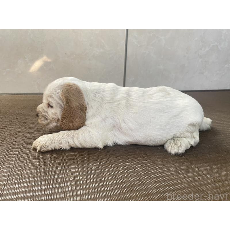 販売中の東京都のイングリッシュコッカースパニエル-425049の5枚目