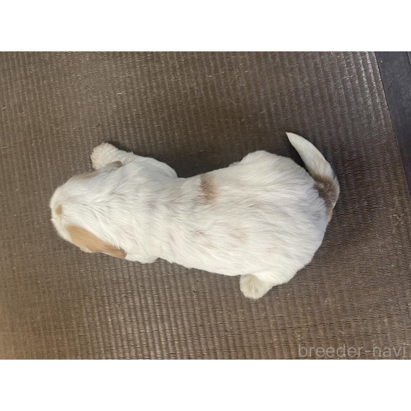 販売中の東京都のイングリッシュコッカースパニエル-425049の4枚目