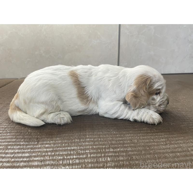 販売中の東京都のイングリッシュコッカースパニエル-425049の3枚目