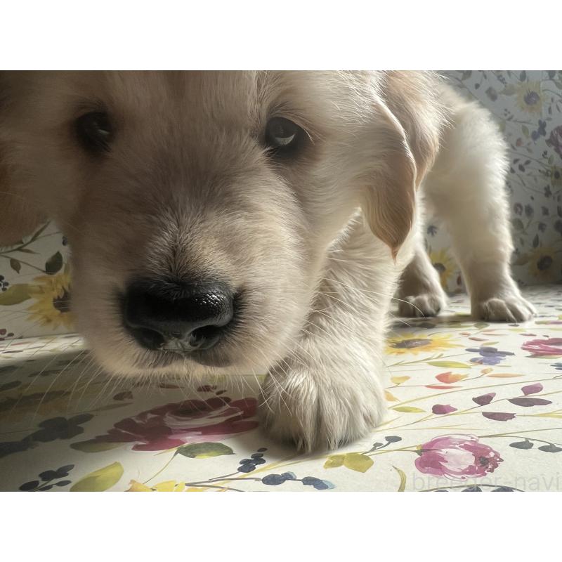 販売中の鹿児島県のゴールデンレトリーバー-418144の3枚目