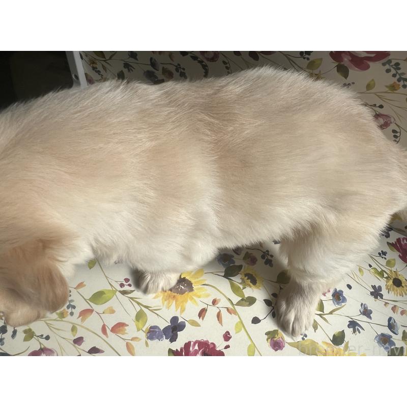 販売中の鹿児島県のゴールデンレトリーバー-418144の2枚目