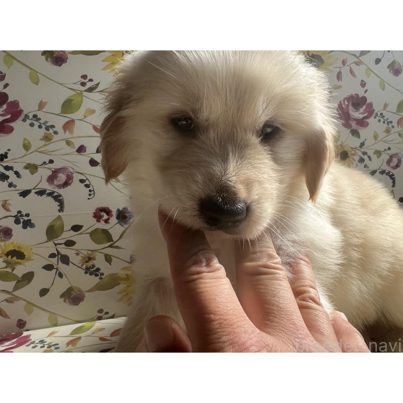 販売中の鹿児島県のゴールデンレトリーバー-425050の4枚目