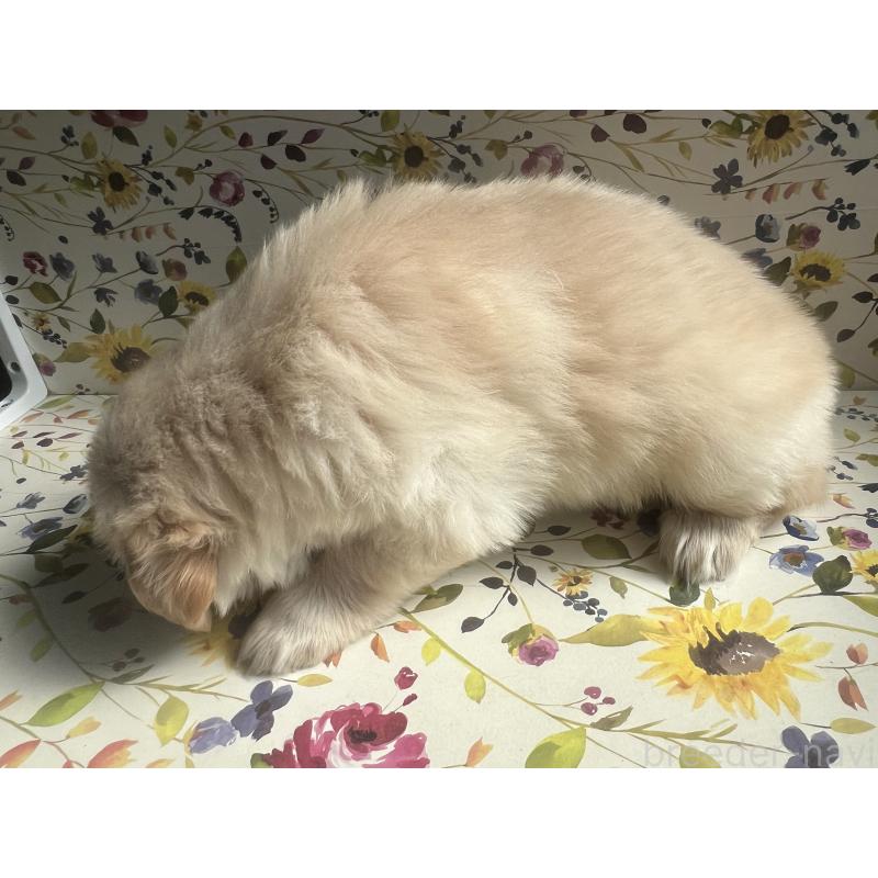 販売中の鹿児島県のゴールデンレトリーバー-425050の3枚目