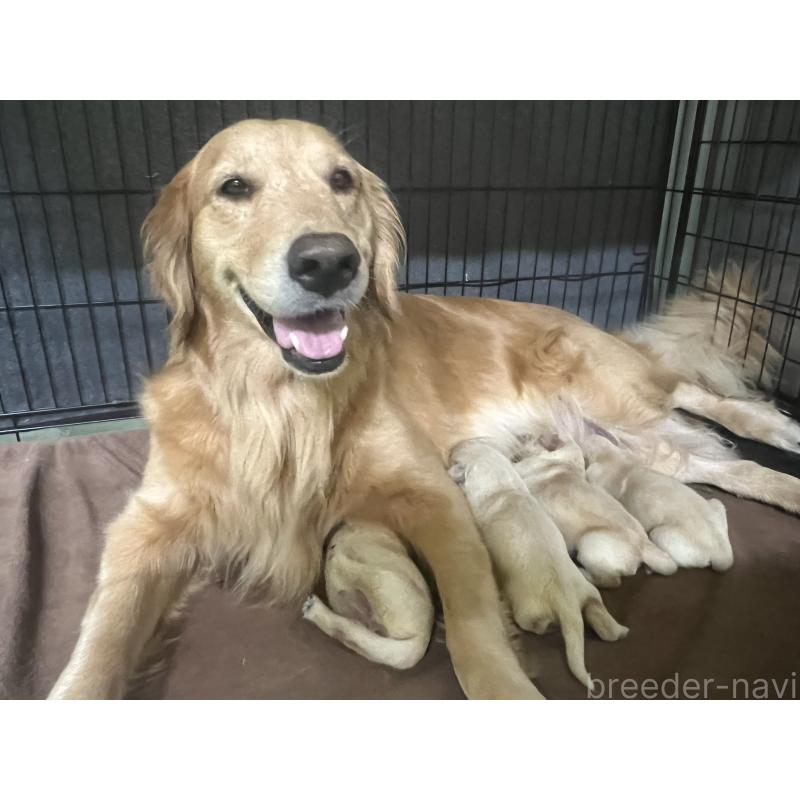 販売中の鹿児島県のゴールデンレトリーバー-425050の2枚目