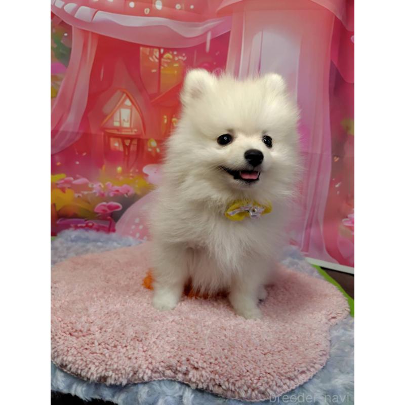 成約済の神奈川県のポメラニアン-422510の4枚目