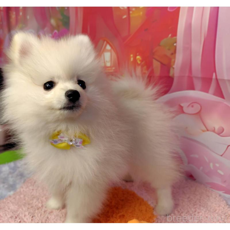 販売中の神奈川県のポメラニアン-422510