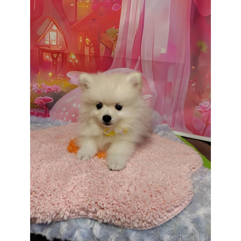 成約済の神奈川県のポメラニアン-422510の3枚目