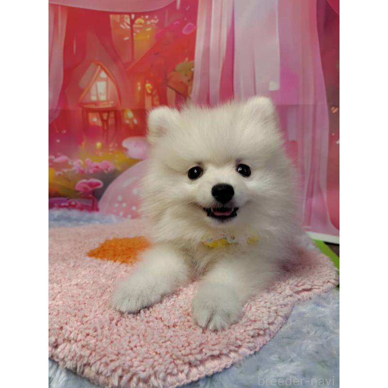 成約済の神奈川県のポメラニアン-422510の2枚目