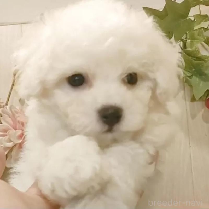 販売中の愛知県のビションフリーゼ-425051