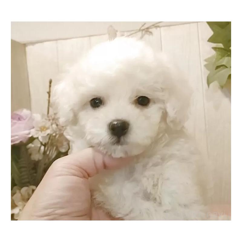 販売中の愛知県のビションフリーゼ-425051の11枚目