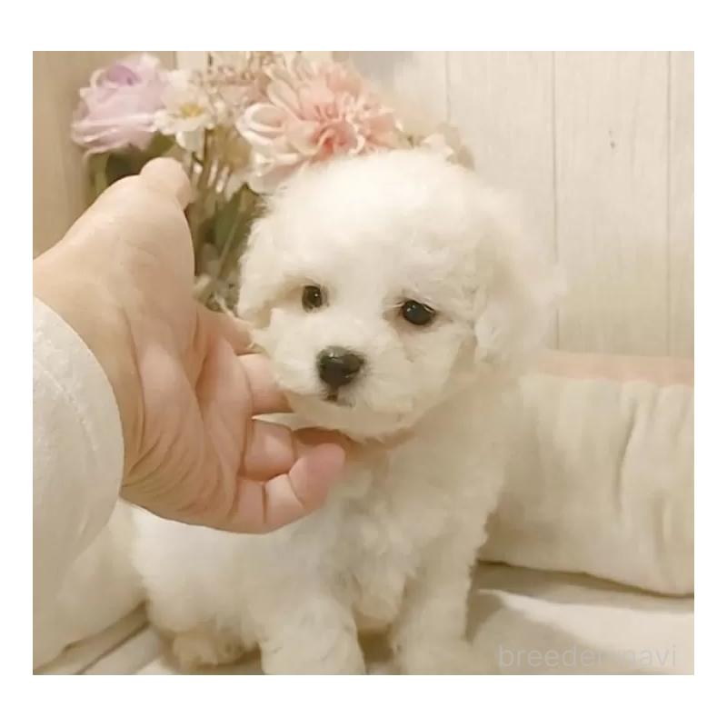 販売中の愛知県のビションフリーゼ-425051の10枚目