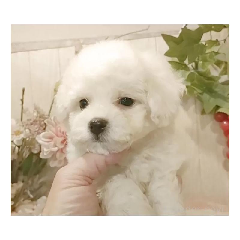 販売中の愛知県のビションフリーゼ-425051の9枚目