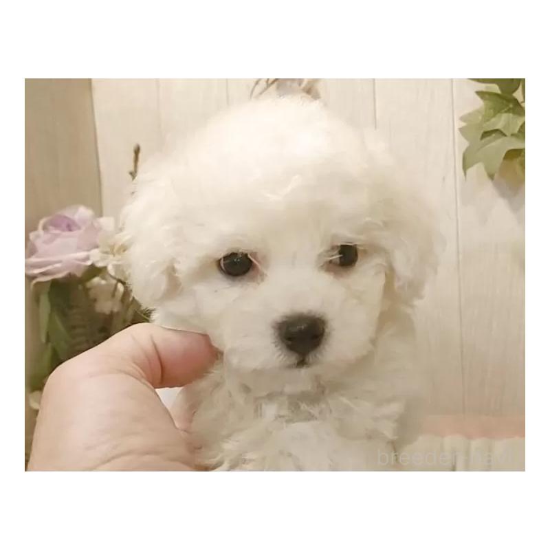 販売中の愛知県のビションフリーゼ-425051の8枚目