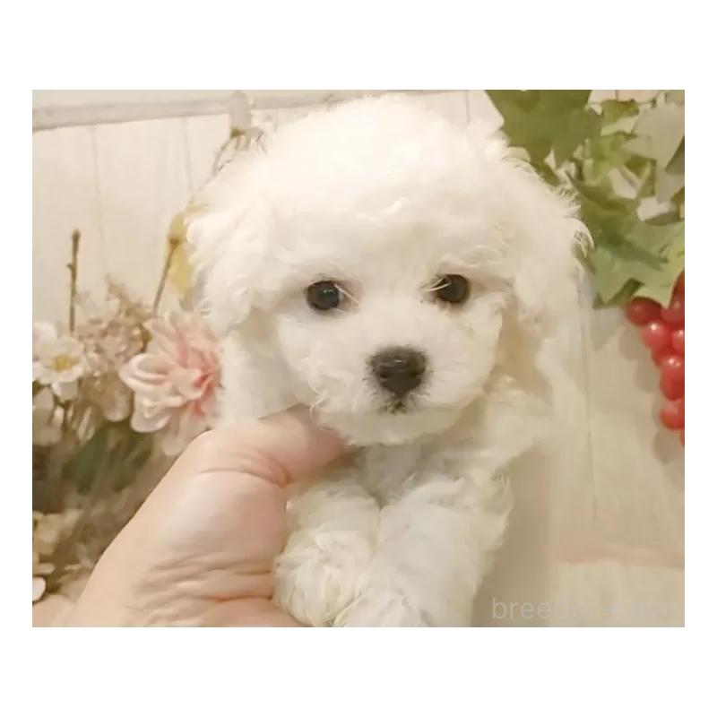 販売中の愛知県のビションフリーゼ-425051の6枚目