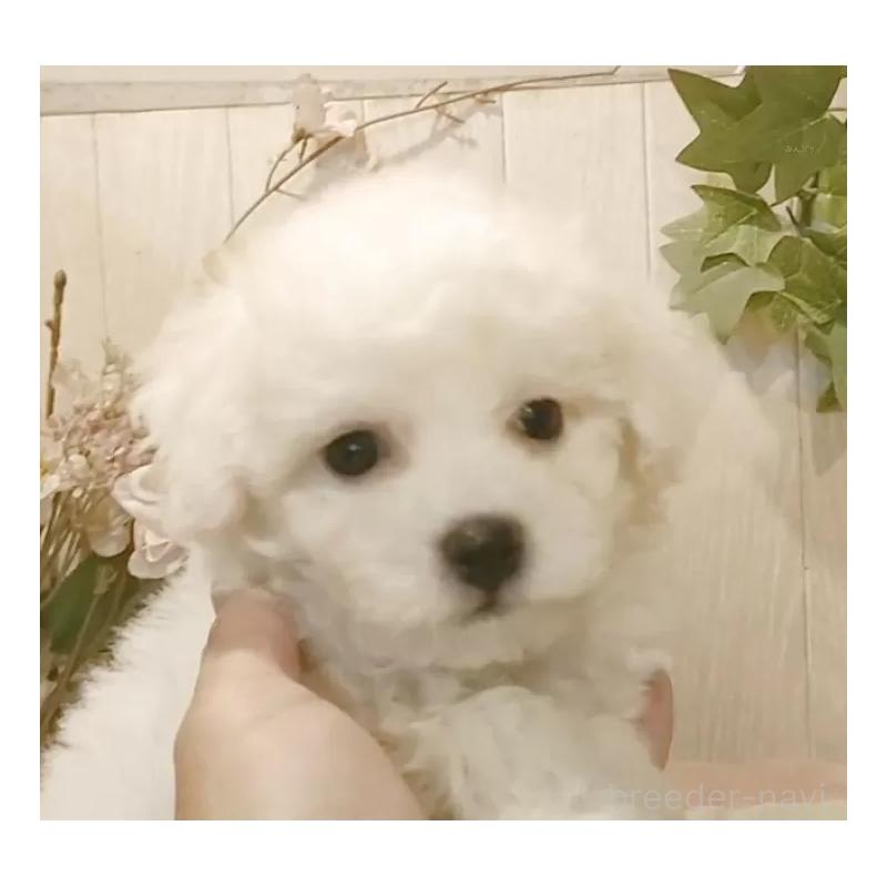 販売中の愛知県のビションフリーゼ-425051の5枚目