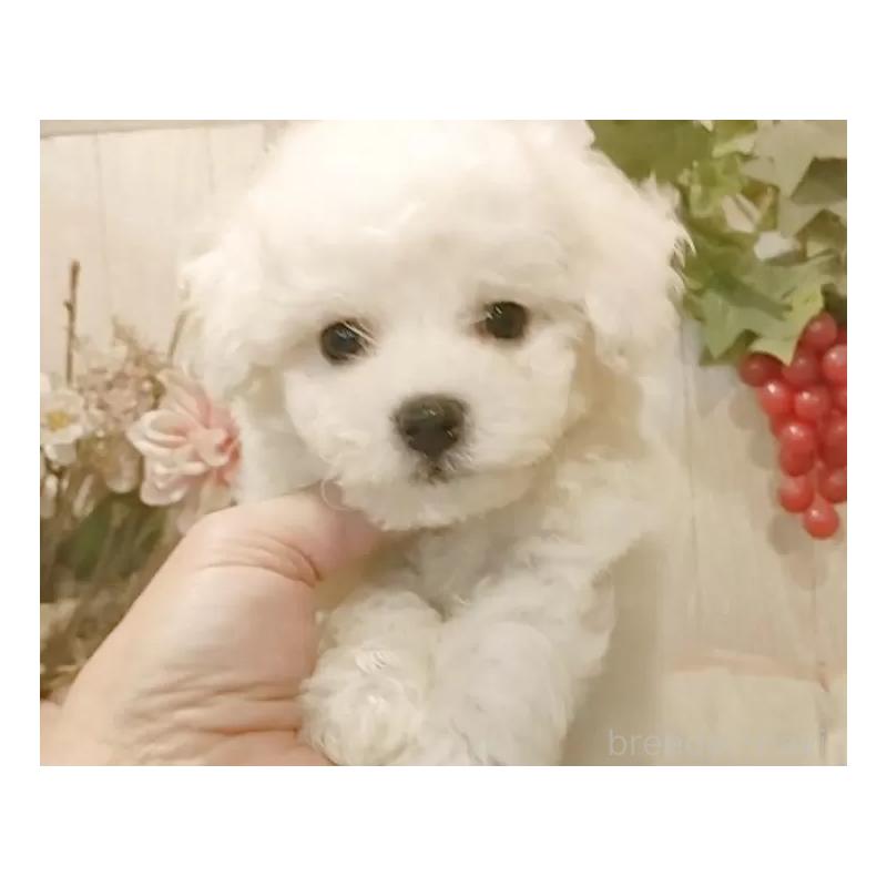 販売中の愛知県のビションフリーゼ-425051の4枚目