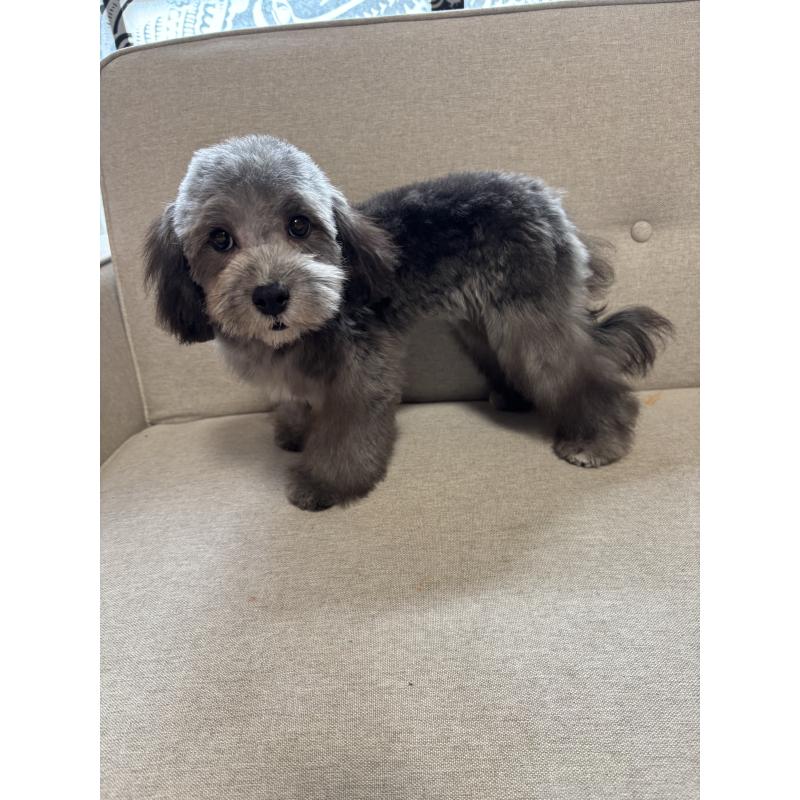 販売中の福岡県のマルプー:マルチーズ×トイプードル-405059の3枚目