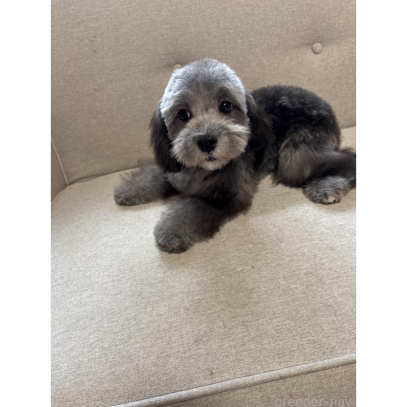 販売中の福岡県のマルプー:マルチーズ×トイプードル-405059の2枚目