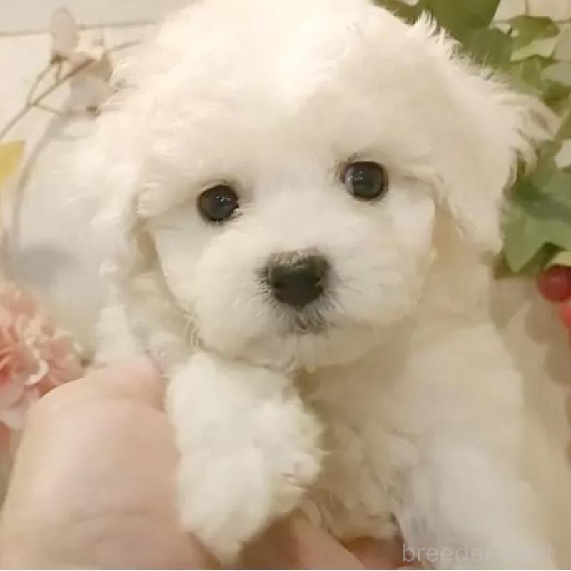 販売中の愛知県のビションフリーゼ-425054