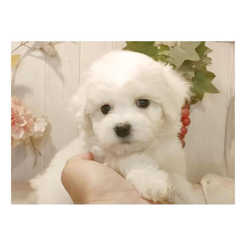 販売中の愛知県のビションフリーゼ-425054の11枚目