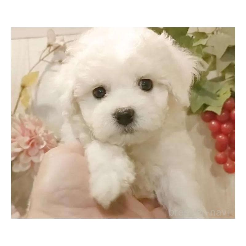 販売中の愛知県のビションフリーゼ-425054の10枚目