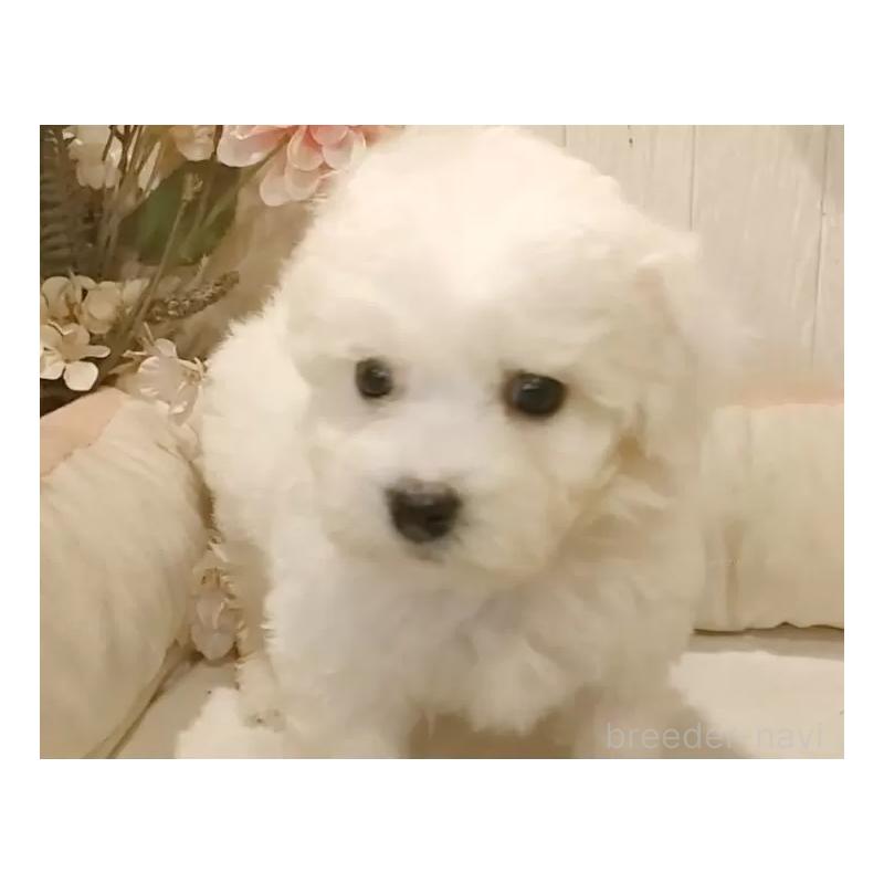 販売中の愛知県のビションフリーゼ-425054の9枚目