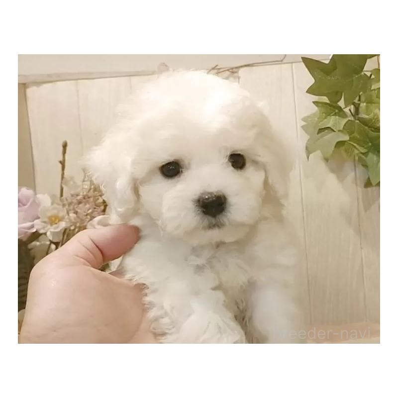 販売中の愛知県のビションフリーゼ-425054の8枚目