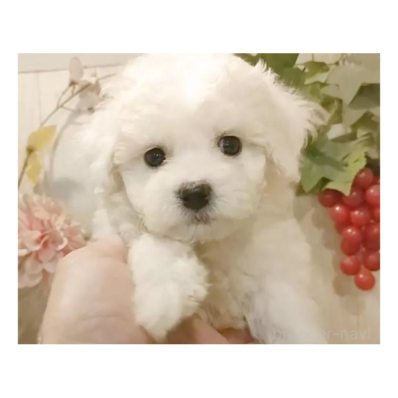 販売中の愛知県のビションフリーゼ-425054の7枚目