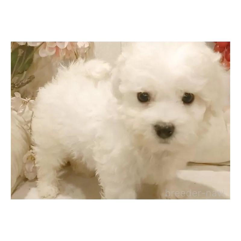 販売中の愛知県のビションフリーゼ-425054の6枚目