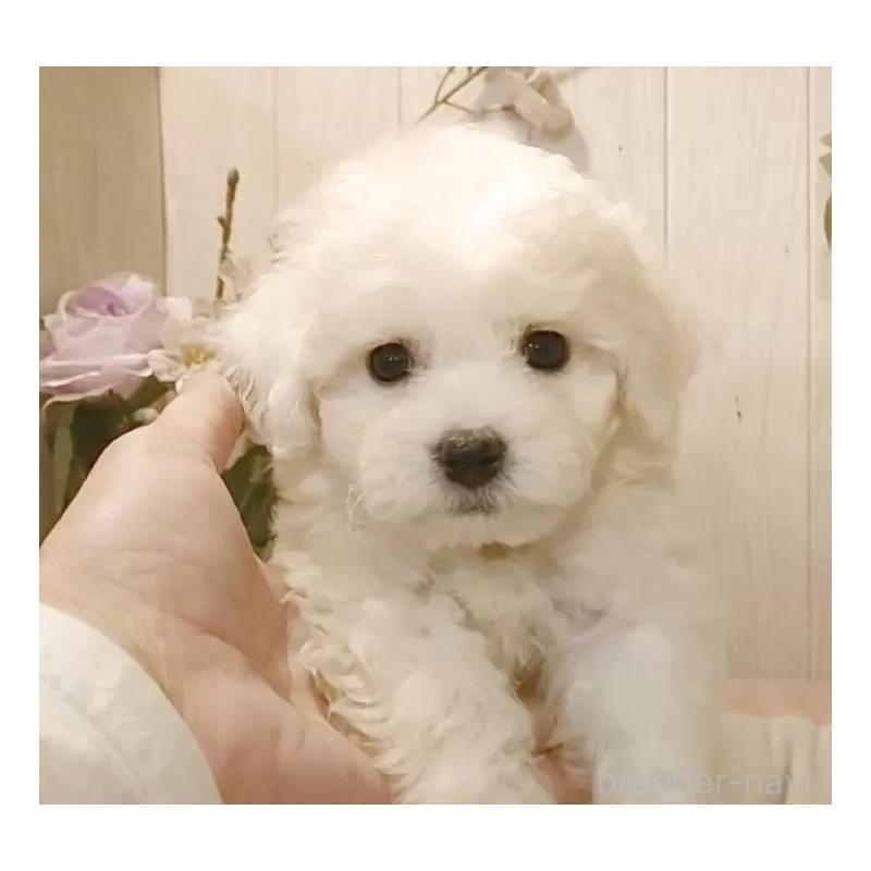 販売中の愛知県のビションフリーゼ-425054の5枚目