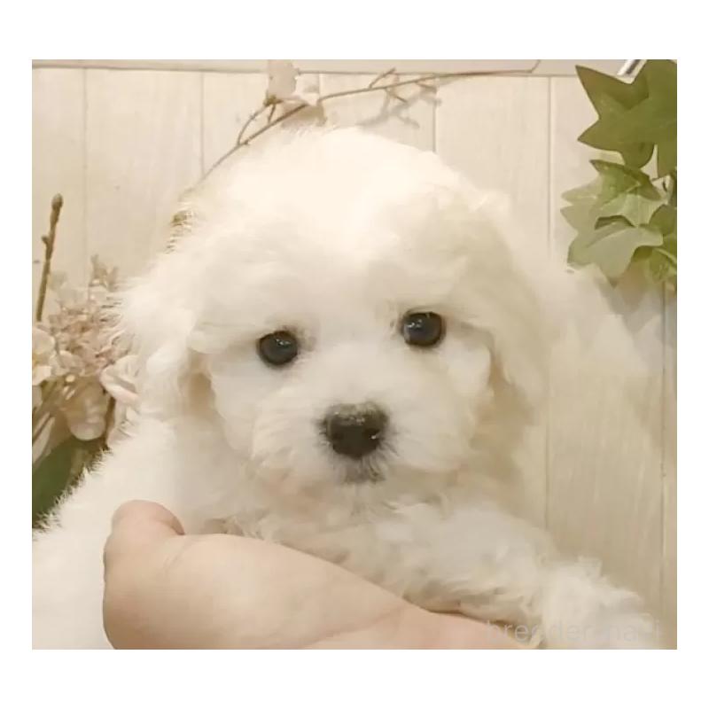 販売中の愛知県のビションフリーゼ-425054の4枚目