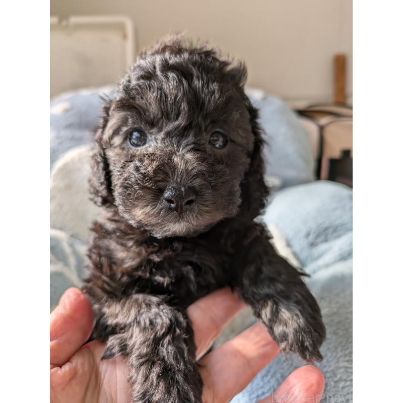 販売中の千葉県のビションプー:ビションフリーゼ×トイプードル-425059の4枚目