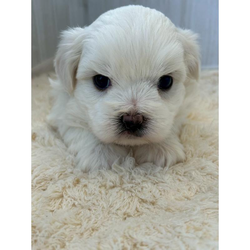 販売中の群馬県のミックス犬-425053の1枚目