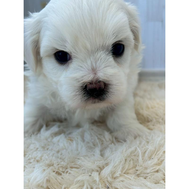 販売中の群馬県のミックス犬-425053の2枚目