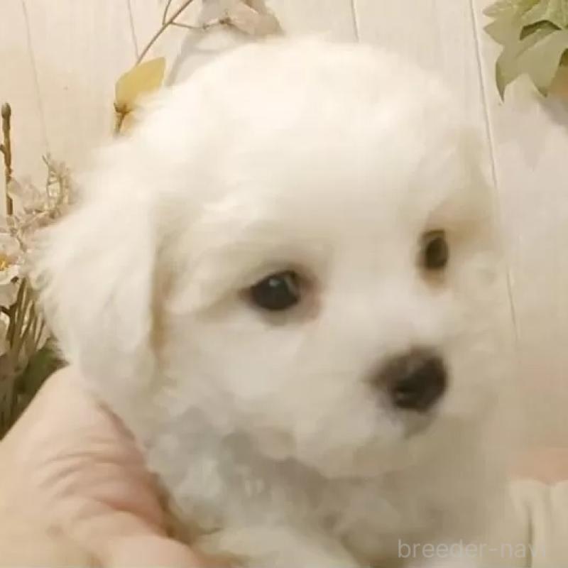 販売中の愛知県のビションフリーゼ-425057