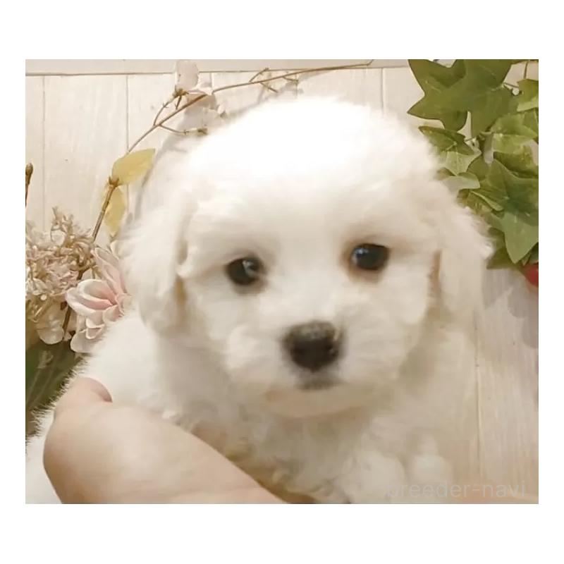 販売中の愛知県のビションフリーゼ-425057の11枚目