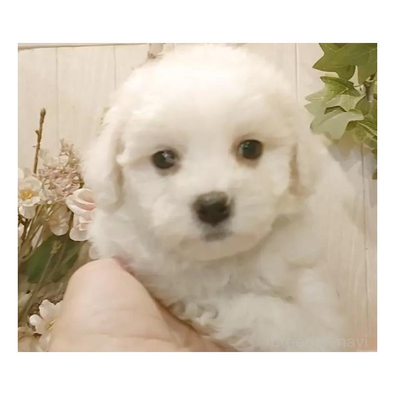 販売中の愛知県のビションフリーゼ-425057の9枚目