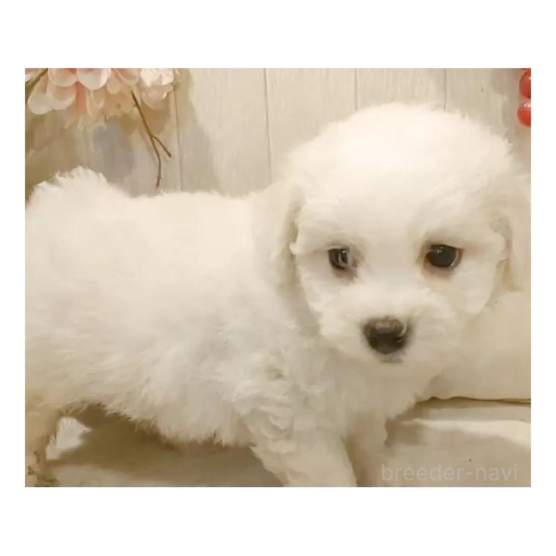 販売中の愛知県のビションフリーゼ-425057の8枚目