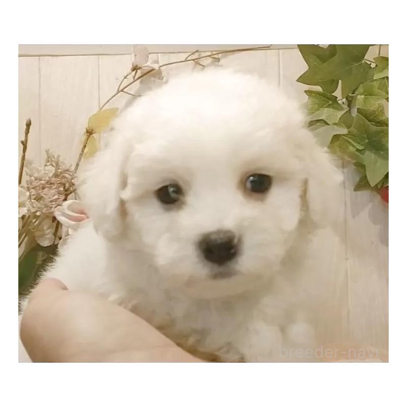 販売中の愛知県のビションフリーゼ-425057の7枚目