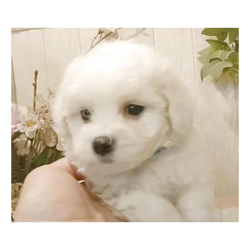 販売中の愛知県のビションフリーゼ-425057の6枚目