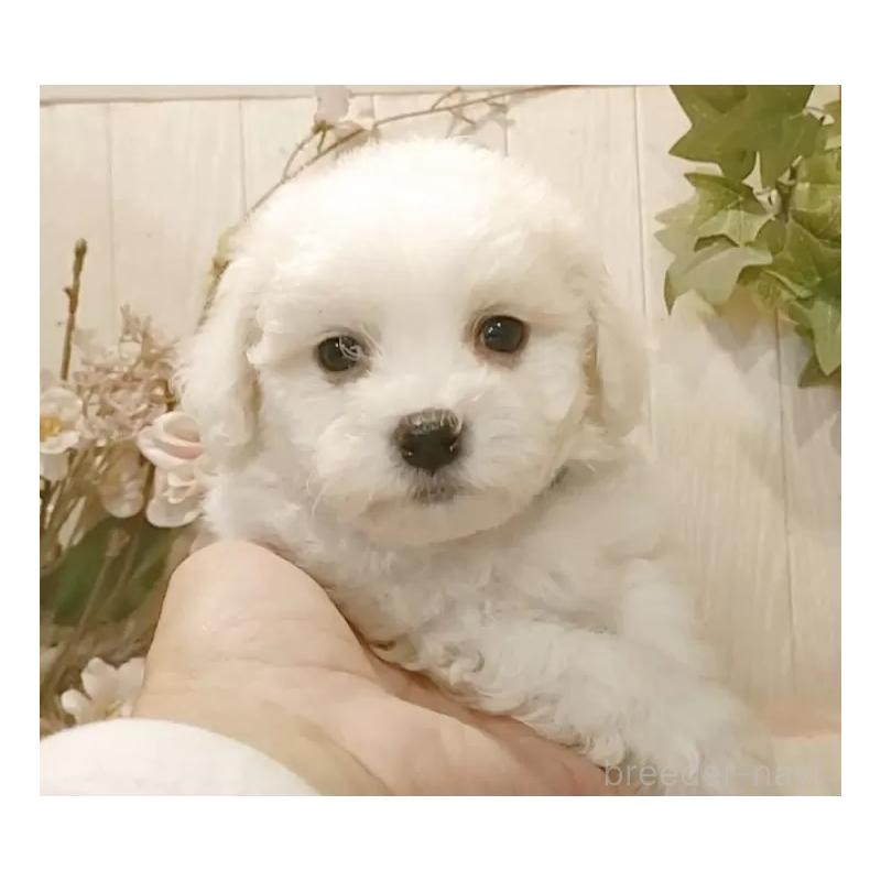 販売中の愛知県のビションフリーゼ-425057の5枚目