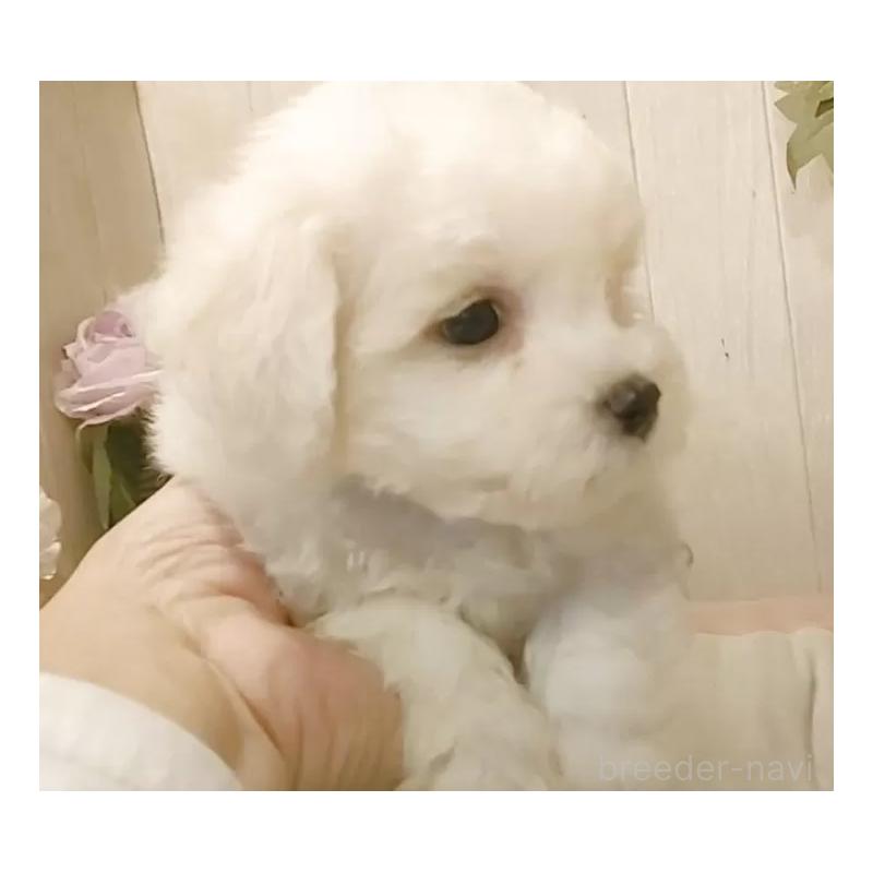 販売中の愛知県のビションフリーゼ-425057の4枚目