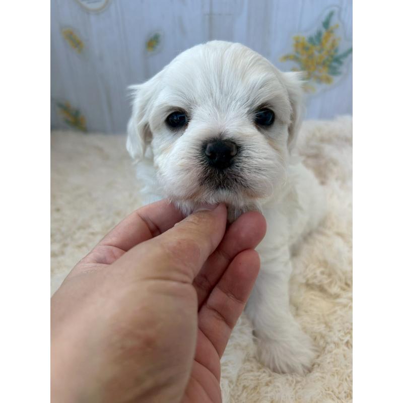 販売中の群馬県のミックス犬-425055